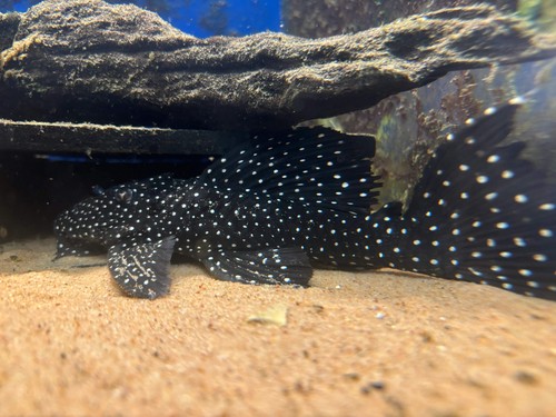 Pleco l240 galaxy 5 - pleco,
