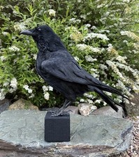 🎃 Taxidermy CROW Not raven
