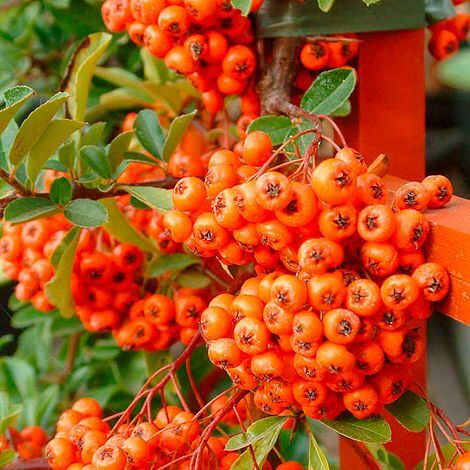 Pyracantha soleil potted - soleil,