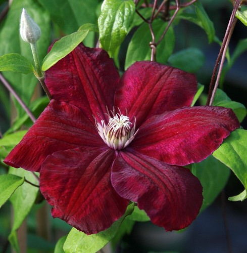 Rouge clematis seeds - rouge,