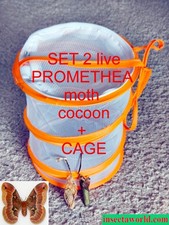 Promethea Saturniidae
