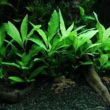 Hygrophila Angustifolia - loose - Tropical Water Live Aquarium Plants