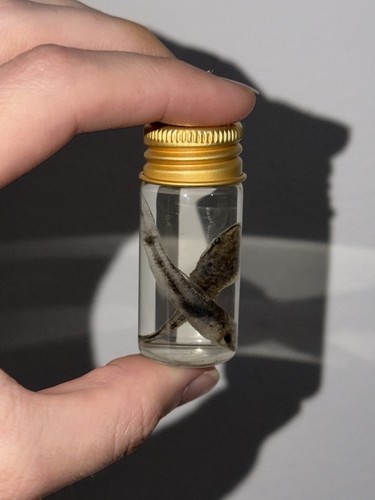 Preserved otocinclus fish - preserved,