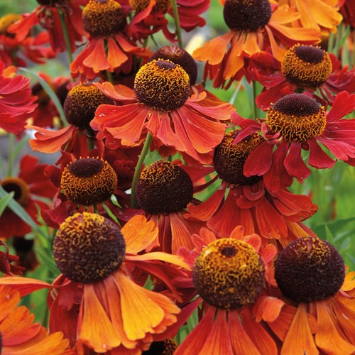 Helenium moerheim beauty - beauty, hardy