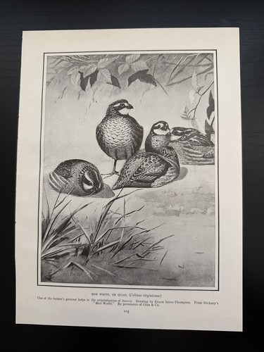 1900c antique bird print - 1900c,
