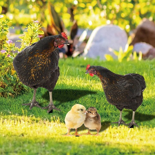 Chicken animal statue - chicken,