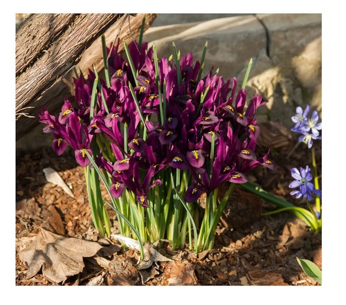 10x iris reticulata - 10x,