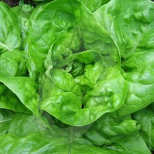 All Year Lettuce   X12  Multi