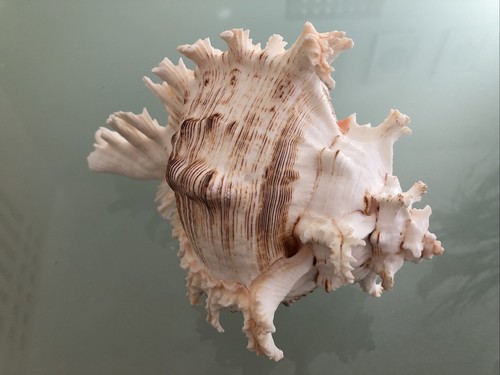 Large 20cm murex - 20cm,