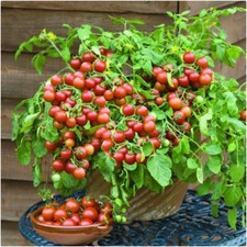 Tomato 'Cherry Falls' Plug