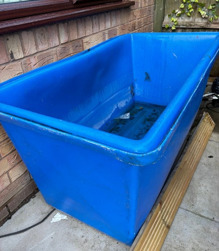 Koi quarantine growing - koi,