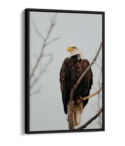 Bald eagle perched - bald,