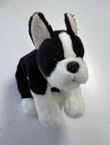 Jackson the boston terrier - boston,