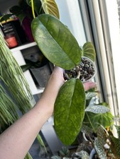 Hoya Cardiophylla ‘Wavy