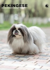 Pekingese Calendar 2026