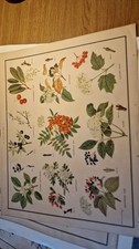 Vintage Macmillan School