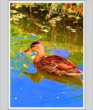 Down By The Riverbank A4 Print