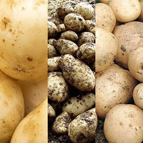 Seed potato mix including - 12,