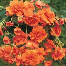 Begonia Pendula Orange x 5