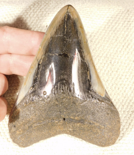 Giant museum megalodon - megalodon, shark