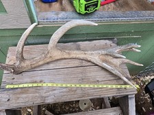 Massive 9 Point Red Stag Shed