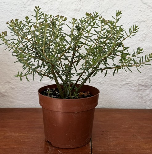 Crassula sarcocaulis hardy - sarcocaulis,