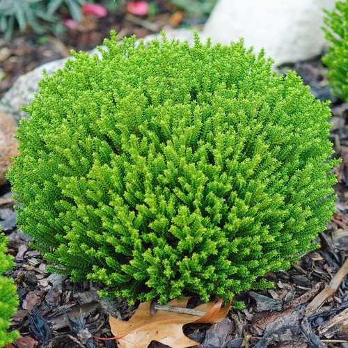 Hebe emerald green evergreen - 'emerald, green'
