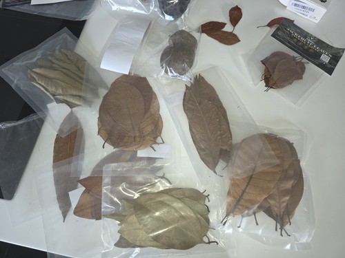 Premium tropical leaf litter - premium,