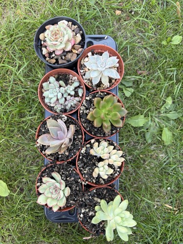 Different succulents bundle - 8,