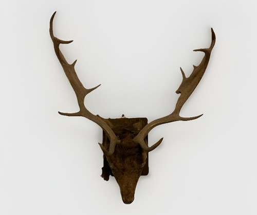Vintage mounted taxidermy - mounted,