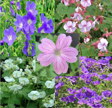 Geranium Easy Care Collection 5 x 9cm pots growers choice of 5 fool proof plants