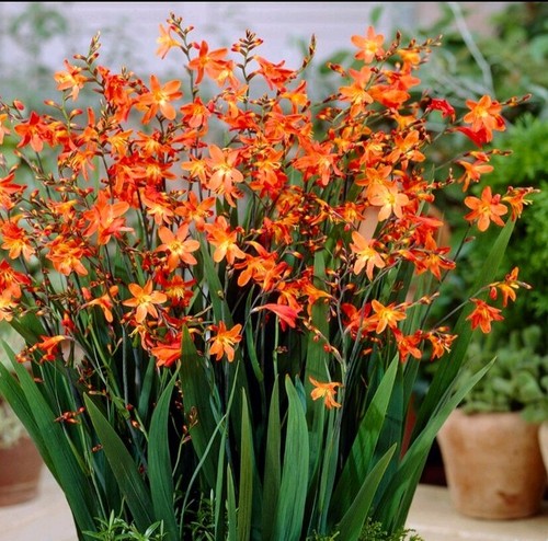 Crocosmia carmine brilliant - carmine,