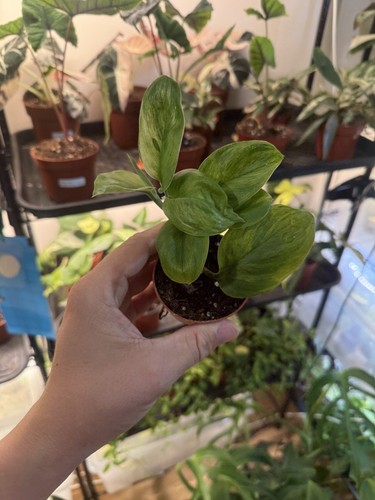 Scindapsus green - green, 💚