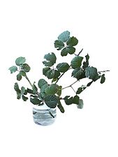 Stick Insect,Leaf Insect Cage,Twig Pot Giant 1.25 Pint Size (750mL)