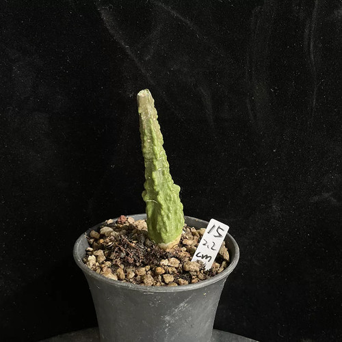 1piece 3cm seedgrowth - 2-3cm,