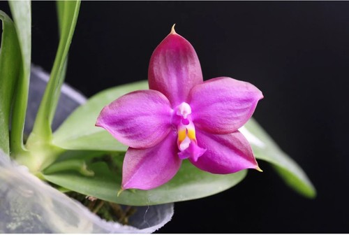 Phalaenopsis miki sabina - phalaenopsis,