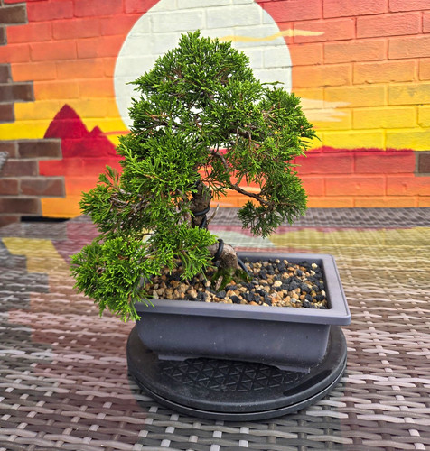 Itoigawa juniper bonsai - juniper,