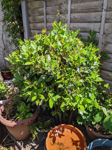 Bay tree architectural - bay, plant