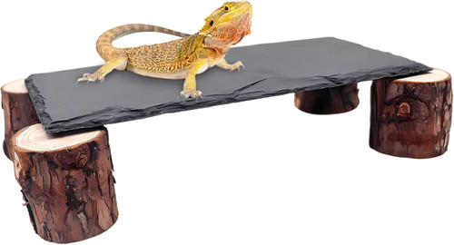 Bearded dragon basking - dragon,