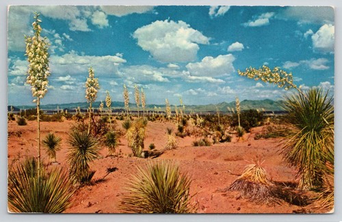 New mexico desert yucca - new,