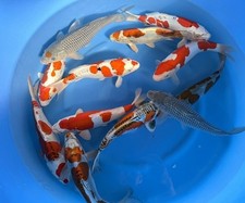 Imported Koi Fish - 14-15"