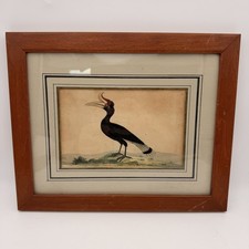 1790 Hand Colored Hornbill