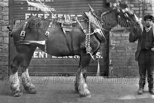 Zqq social history - zqq-13, shire