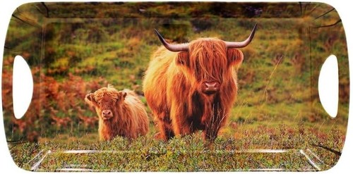Country highland cow - &, calf