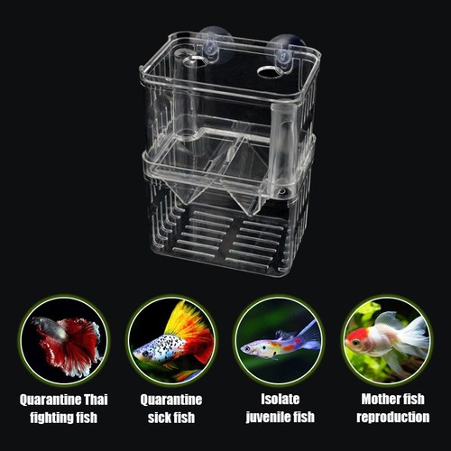 Aquarium fish tank hatchery - aquarium,
