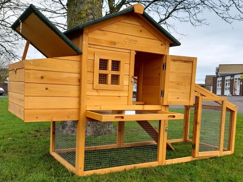 Rabbit guinea pig - pig, /chicken