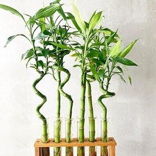 Lucky bamboo 40cm spiral - x,
