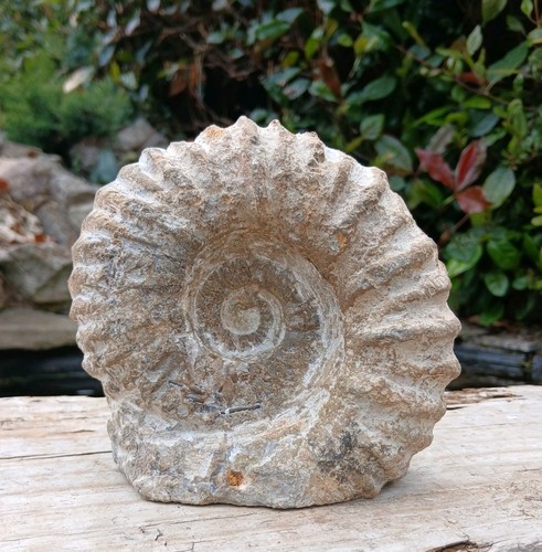 Large fossil ammonite - fossil,
