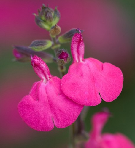 Salvia cerro potosi - potosi',