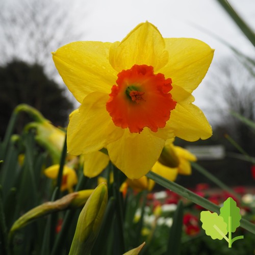 Narcissus red devon - narcissus,